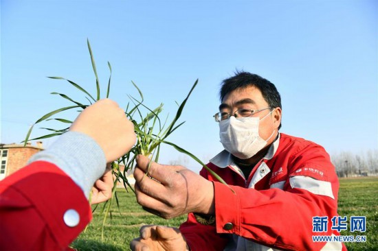 （新華全媒頭條·圖文互動）（3）特殊之年夏糧豐收背后的特殊之舉